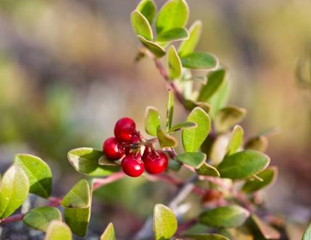 Unlocking the Benefits of Bearberry Extract: A Natural Skin Lightener and More